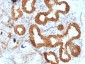  IL-6 (Interleukin-6) / Interferon beta-2 (Hybridoma Growth Factor) Antibody - With BSA and Azide